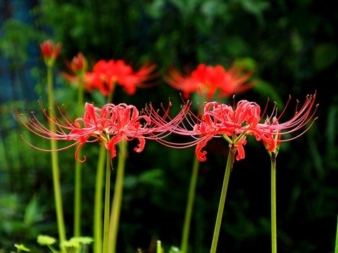 0920ﾋｶﾞﾝﾊﾞﾅ①