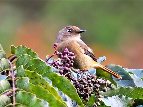 1117ジョウビタキ♀①