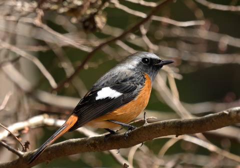 260222ｼﾞｮｳﾋﾞﾀｷ