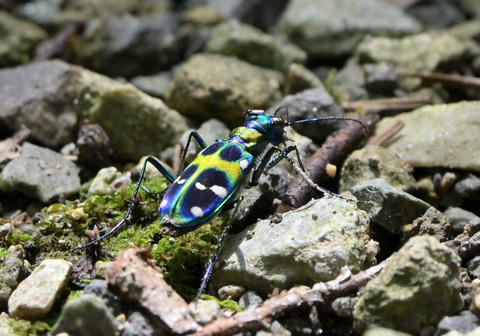 0813ﾊﾝﾐｮｳ③