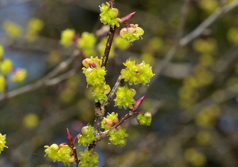260301ｱﾌﾞﾗﾁｬﾝ②