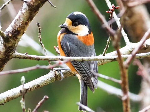 1215ﾔﾏｶﾞﾗ③