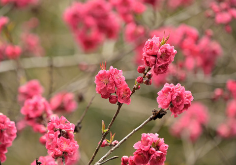 260325ﾊﾅﾓﾓ①