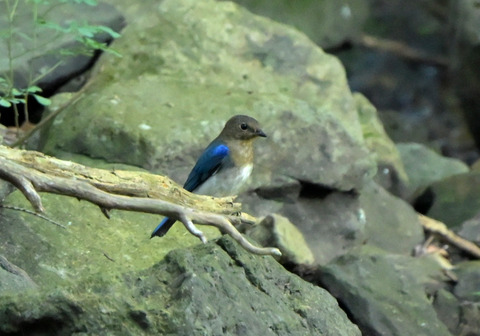 32ｵｵﾙﾘ若鳥