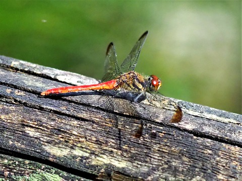 0915ﾘｽｱｶﾈ♂②