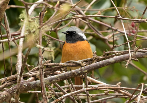 260325ｼﾞｮｳﾋﾞﾀｷ①