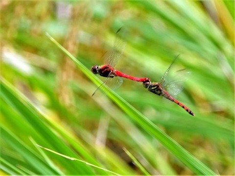 0928ナツアカネ♂♀②