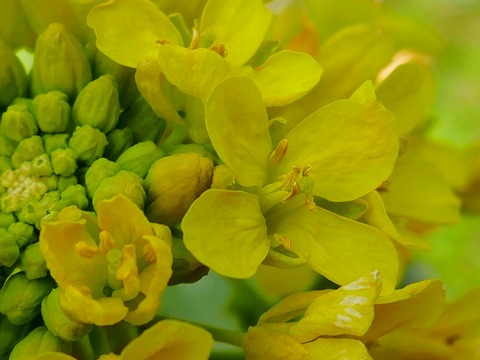 240214ﾅﾉﾊﾅ③