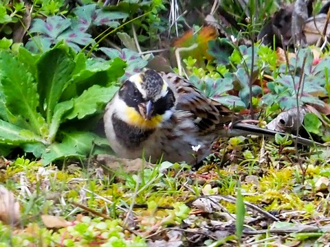 240301ﾐﾔﾏﾎｳｼﾞﾛ④
