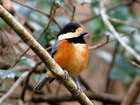 1221ﾔﾏｶﾞﾗ④