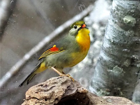 1210ソウシチョウ⑥