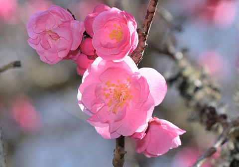 260305ﾊﾅｳﾒ②