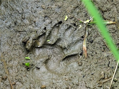 0728アライグマ足跡②