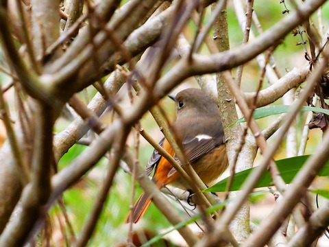 240204ｼﾞｮｳﾋﾞﾀｷ♀①