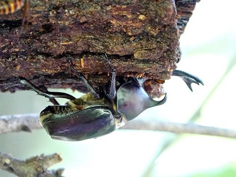 0723カブトムシ♂①