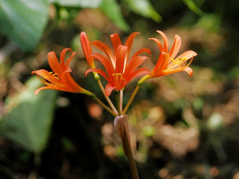 0815ｷﾂﾈﾉｶﾐｿﾘ①