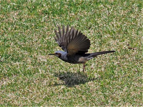 0419ﾋﾖﾄﾞﾘ②