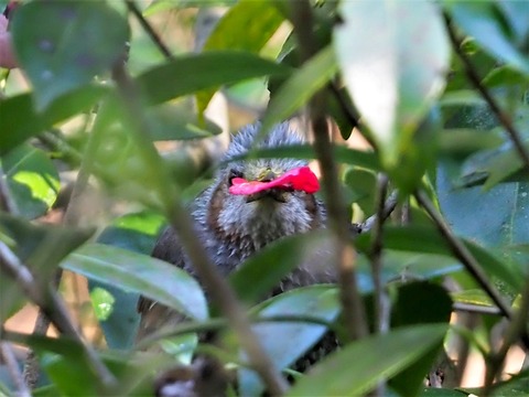 0416ﾋﾖﾄﾞﾘ③