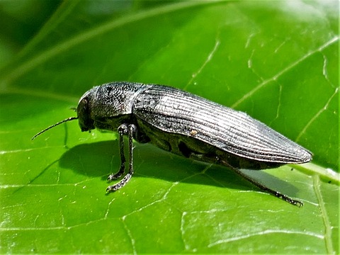 0729クロタマムシ②