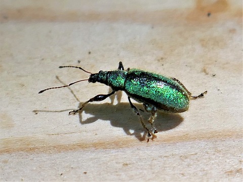 0428ｺﾌﾞﾋｹﾞﾎﾞｿｿﾞｳﾑｼ①