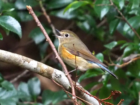 230115ルリビタキ♀②