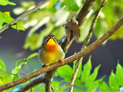 1104ソウシチョウ⑦