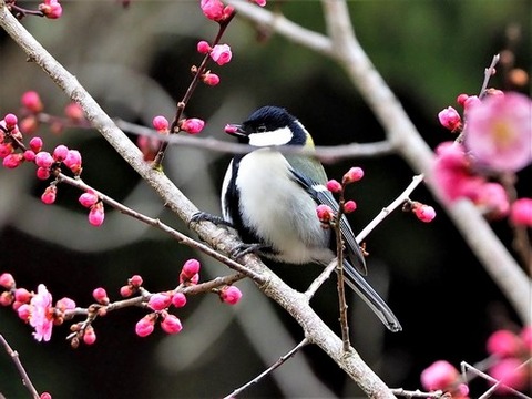 200227ｼｼﾞｭｳｶﾗ①