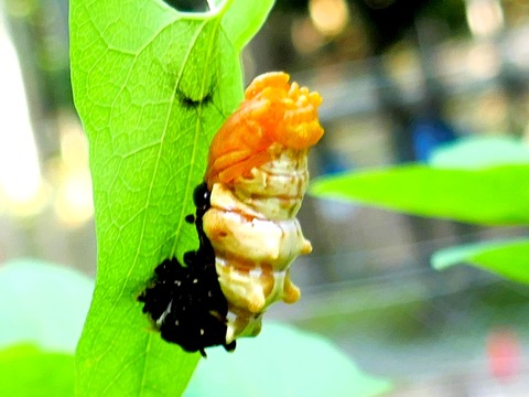 0616ジャコウアゲハ幼虫から蛹へ②