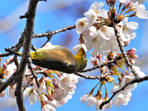 0403桜とメジロ③