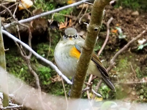 1226ﾙﾘﾋﾞﾀｷ♀②