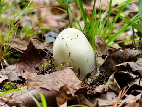 0901ﾀﾏｺﾞﾃﾝｸﾞﾀｹ①