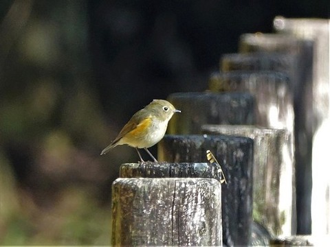 1110ルリビタキ♀②
