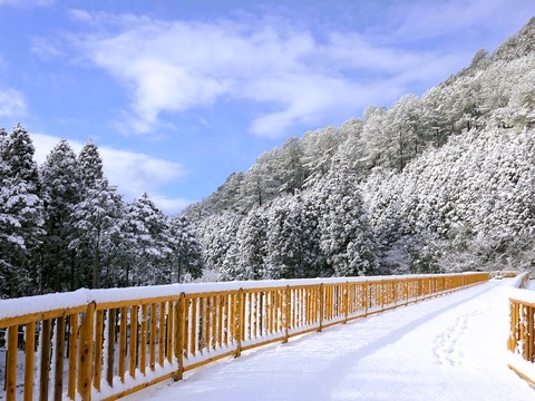 230128雪①