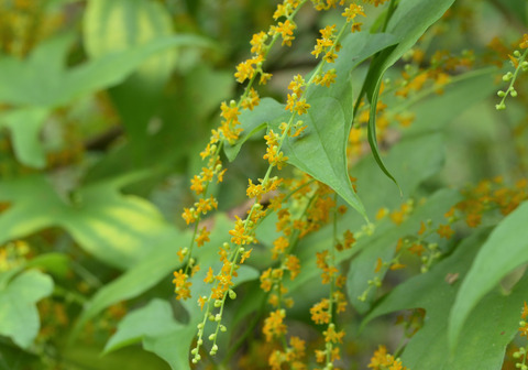 27ｶｴﾃﾞﾄﾞｺﾛ