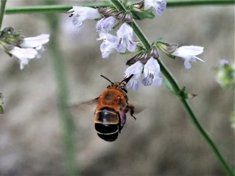 0809スジボソコシブトハナバチ③