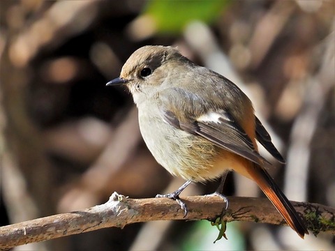 220205ｼﾞｮｳﾋﾞﾀｷ♀⑥