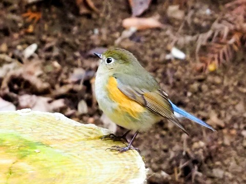 240216ﾙﾘﾋﾞﾀｷ♀⑥