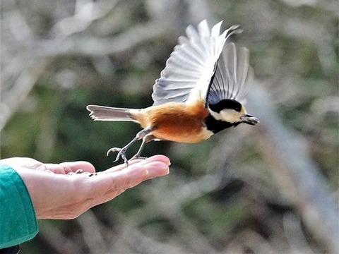 200218ﾔﾏｶﾞﾗ④