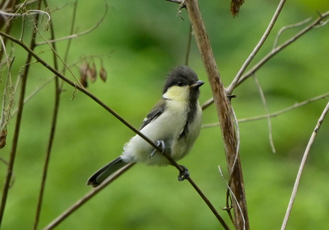 260604_ｼｼﾞｭｳｶﾗ幼鳥2