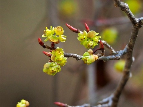 200227ｱﾌﾞﾗﾁｬﾝ②