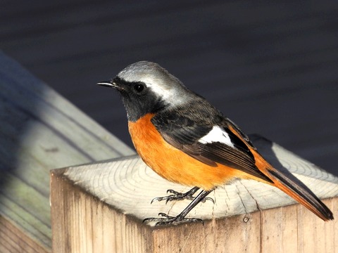 1226ｼﾞｮｳﾋﾞﾀｷ♂⑤