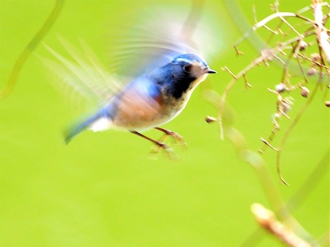 0130ﾙﾘﾋﾞﾀｷ♂④