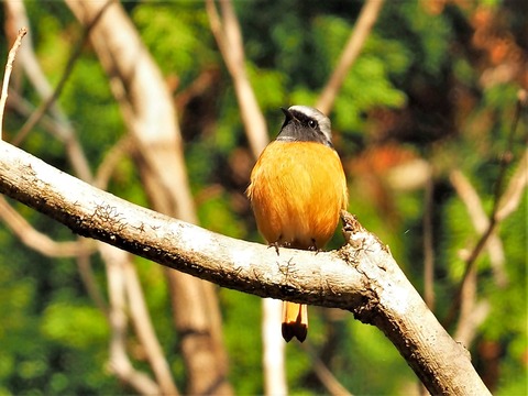 1206ジョウビタキ①