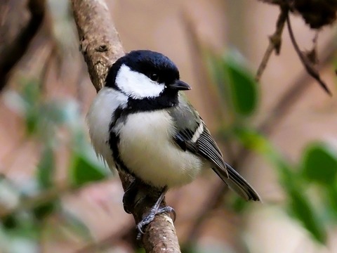 1221ｼｼﾞｭｳｶﾗ③