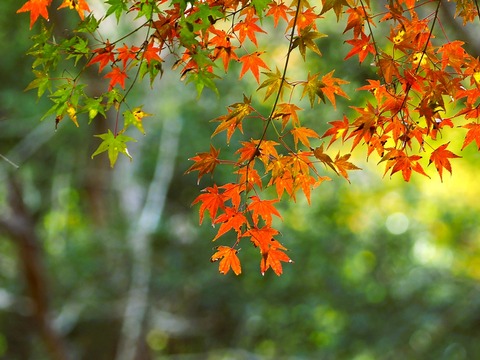 1119ｲﾛﾊﾓﾐｼﾞ②