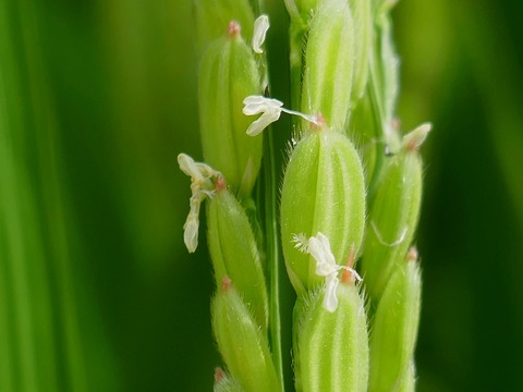 0901米の花③