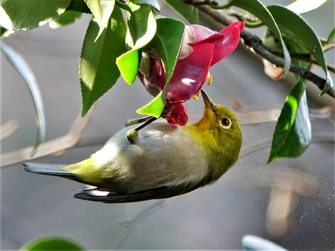 200218ﾒｼﾞﾛ③