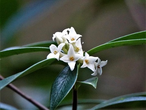 200218ｺｼｮｳﾉｷ①