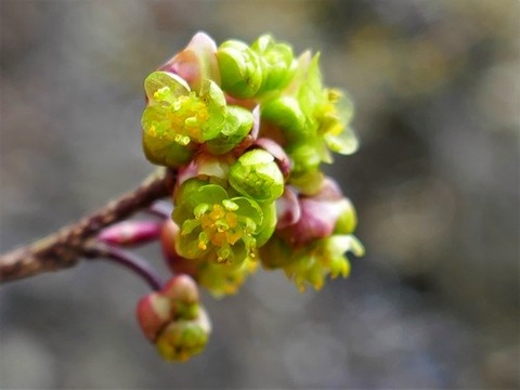 200227ｱﾌﾞﾗﾁｬﾝ③