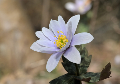 260301ﾕｷﾜﾘｲﾁｹﾞ①